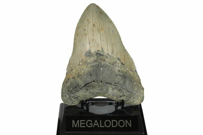 Huge, 5.56" Fossil Megalodon Tooth - North Carolina